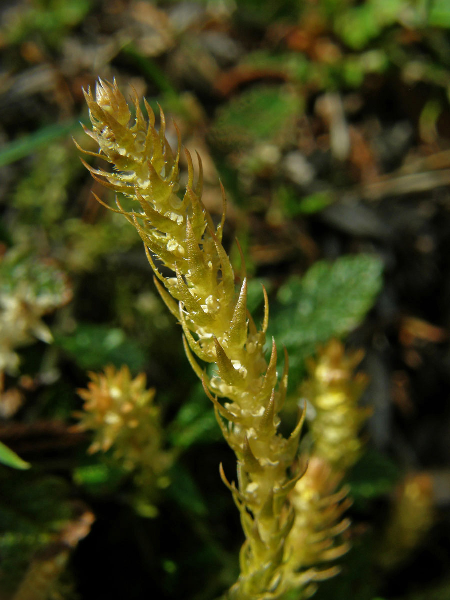 Vraneček brvitý (Selaginella selaginoides (L.) P. Beauv.)