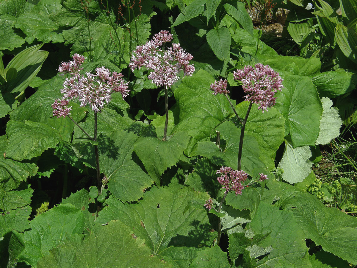 Havez česnáčková (Adenostyles alliariae (Gouan) Kerner)