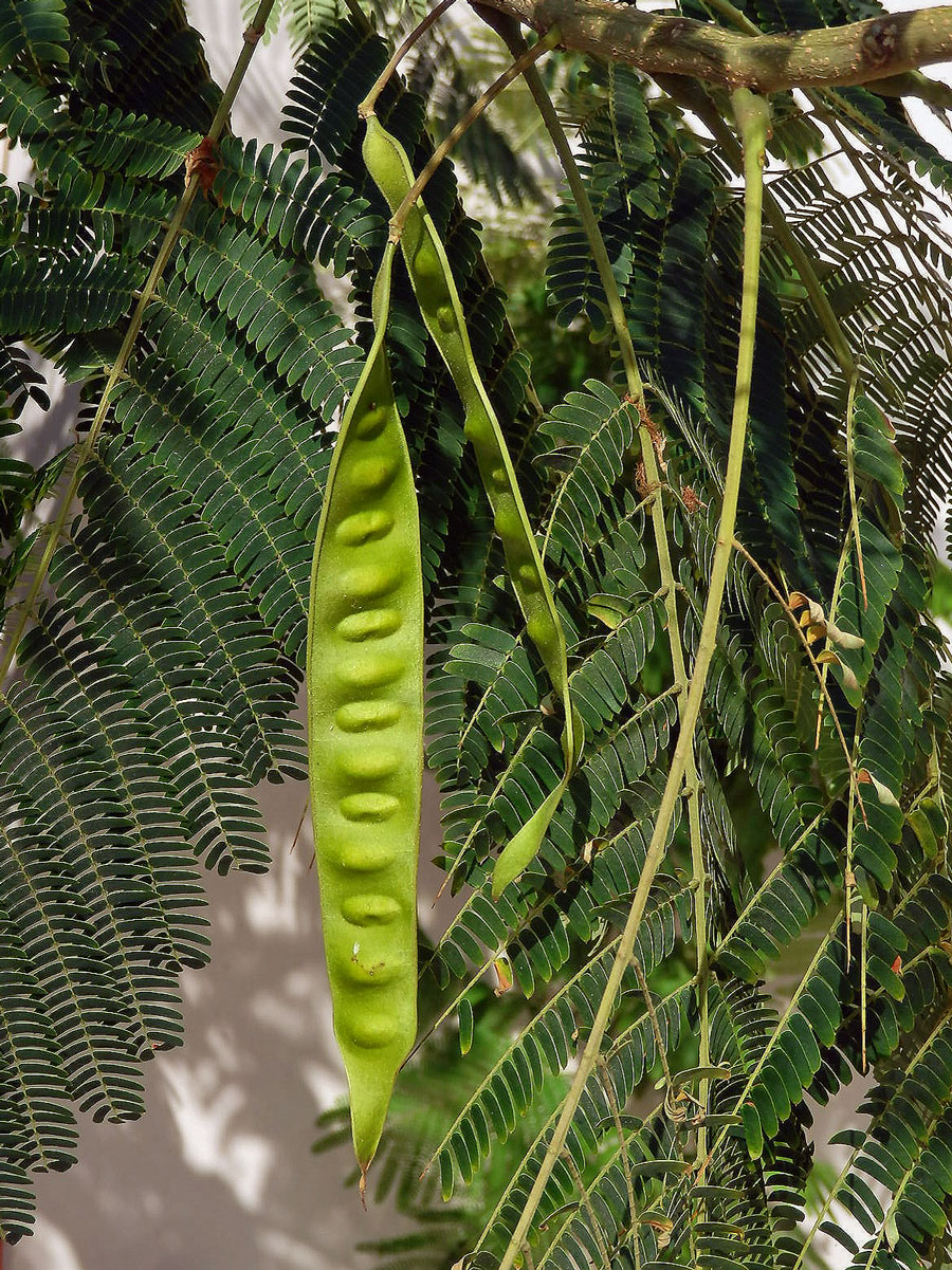 Albízie růžová (Albizia julibrissin Durazz.)