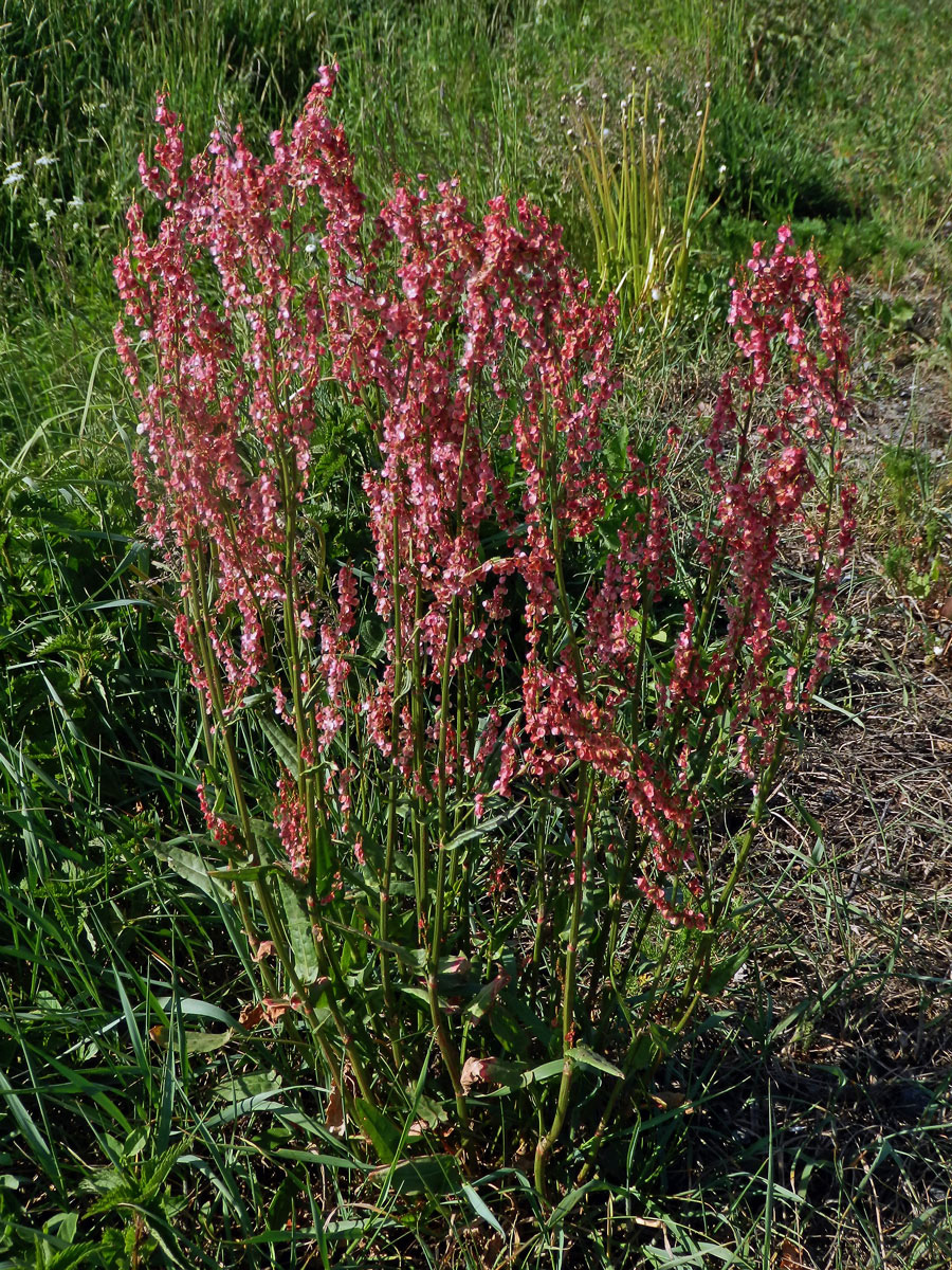 Šťovík kyselý (Rumex acetosa L.)