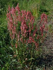 Šťovík kyselý (Rumex acetosa L.)