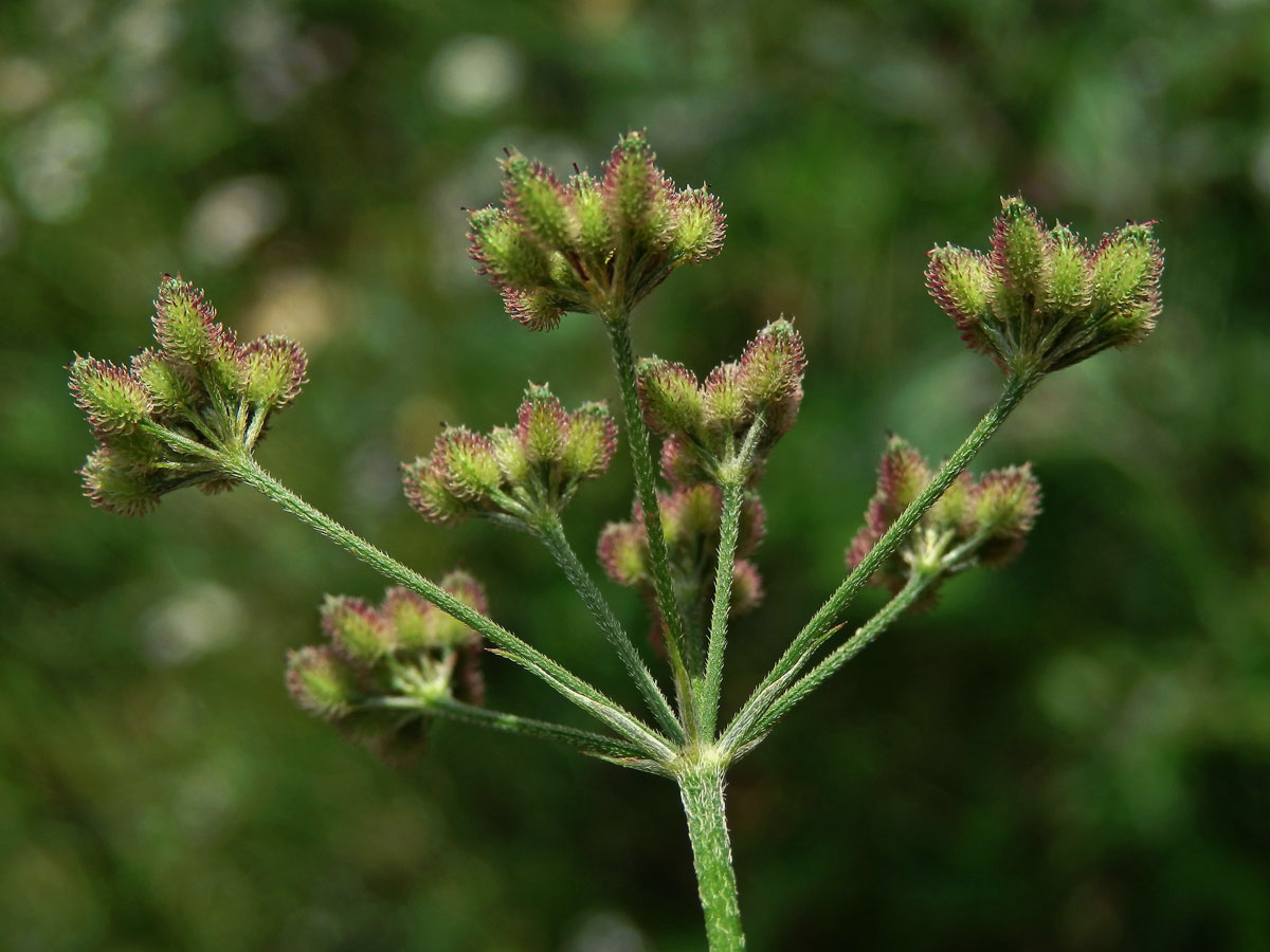 Tořice japonská (Torilis japonica (Houtt.) DC.)