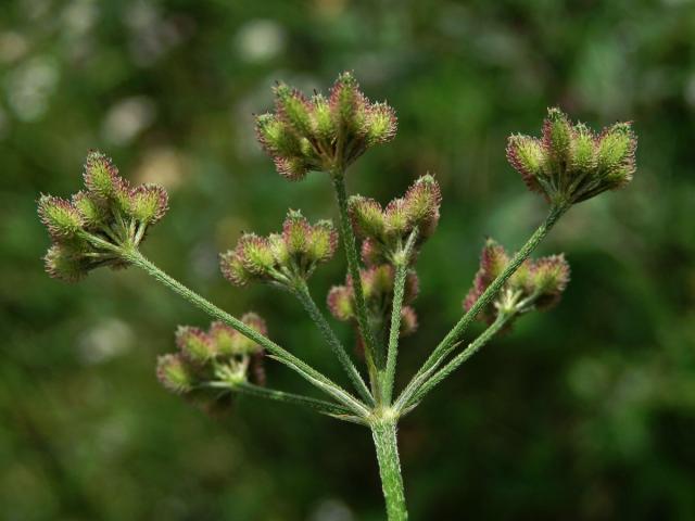 Tořice japonská (Torilis japonica (Houtt.) DC.)