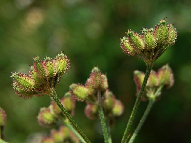 Tořice japonská (Torilis japonica (Houtt.) DC.)