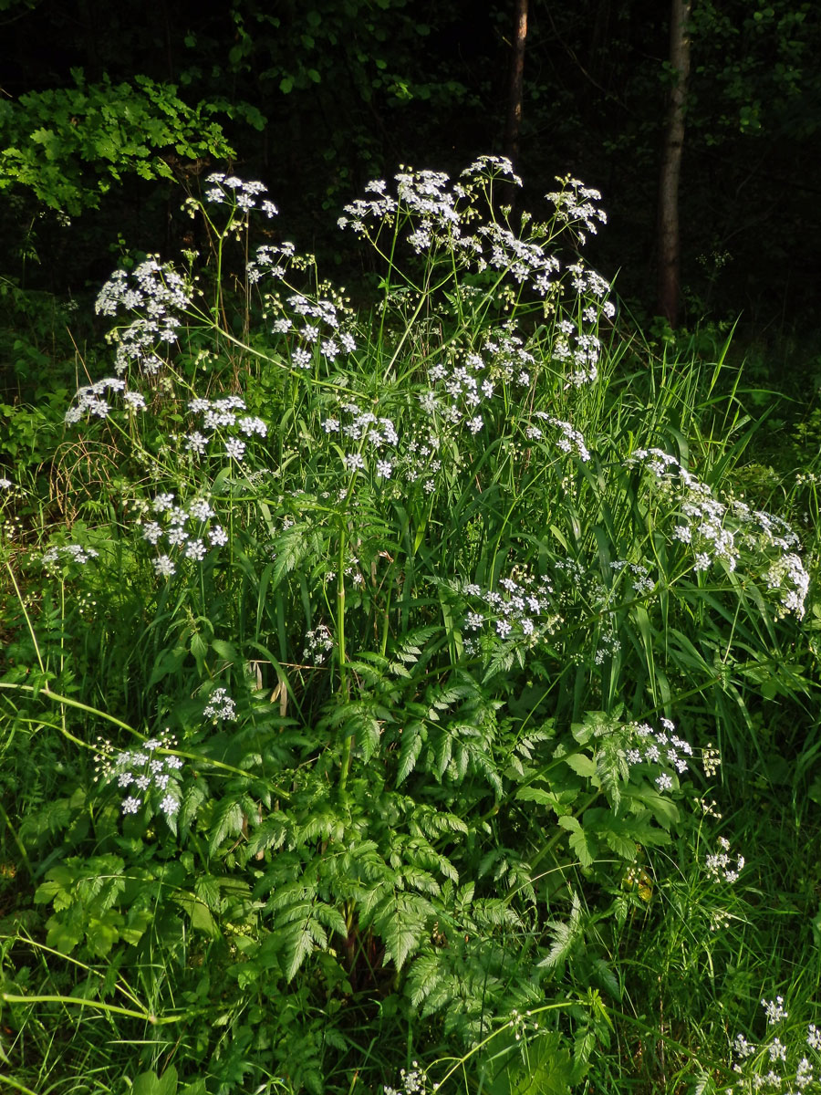 Kerblík lesní (Anthriscus sylvestris (L.) Hoffm.)