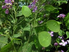 Měsíčnice roční (Lunaria annua L.)