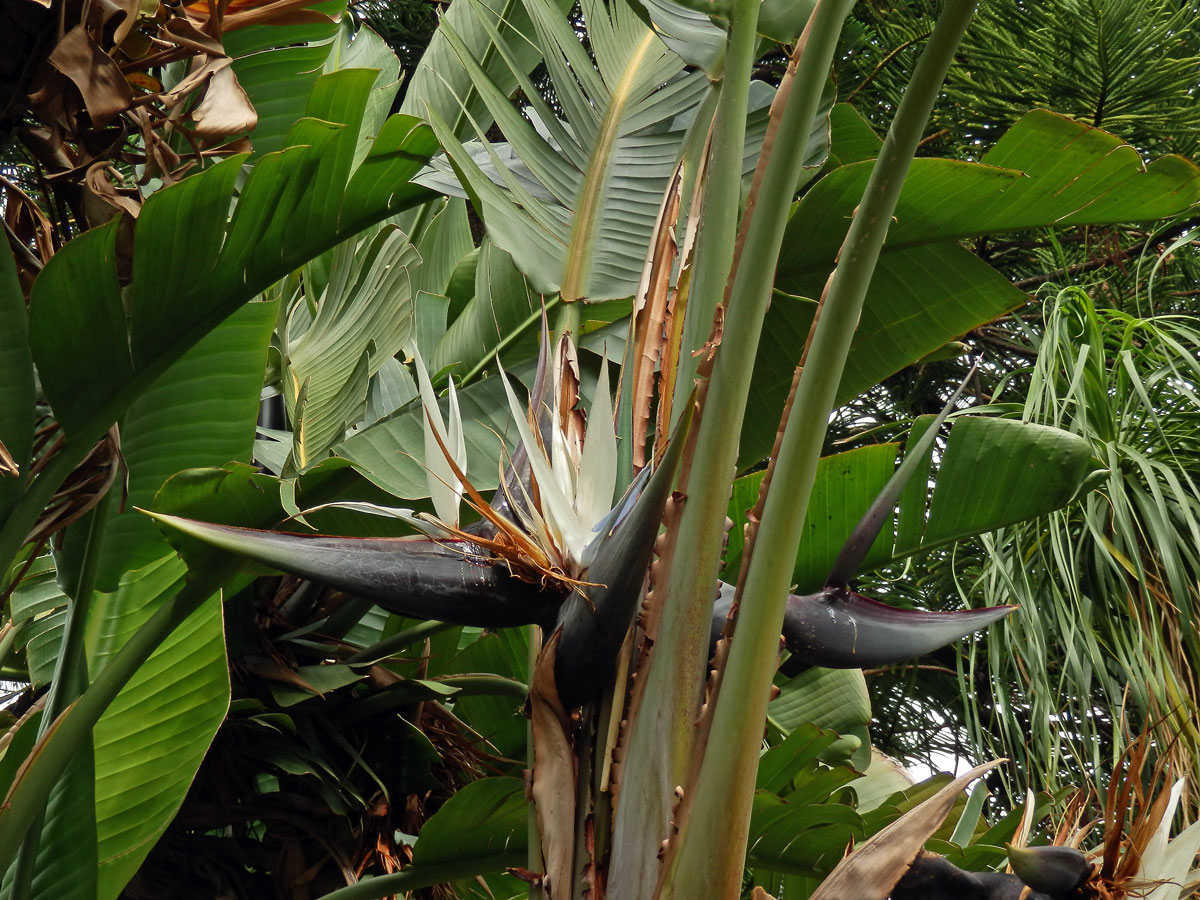 Strelície (Strelitzia nicolai Regel et Koern.)