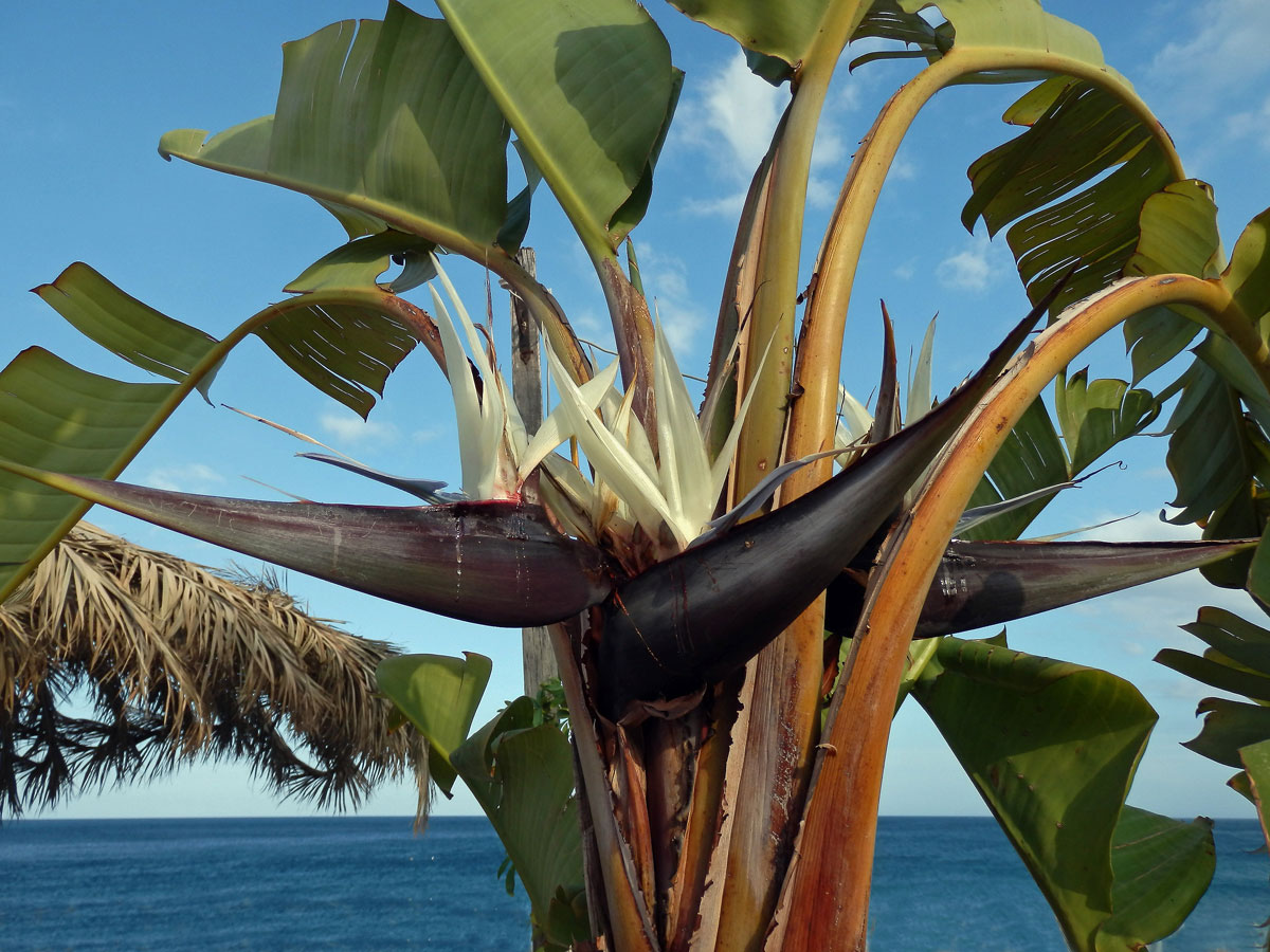 Strelície (Strelitzia nicolai Regel et Koern.)