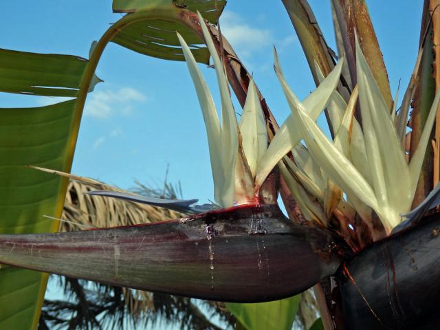 Strelície (Strelitzia nicolai Regel et Koern.)