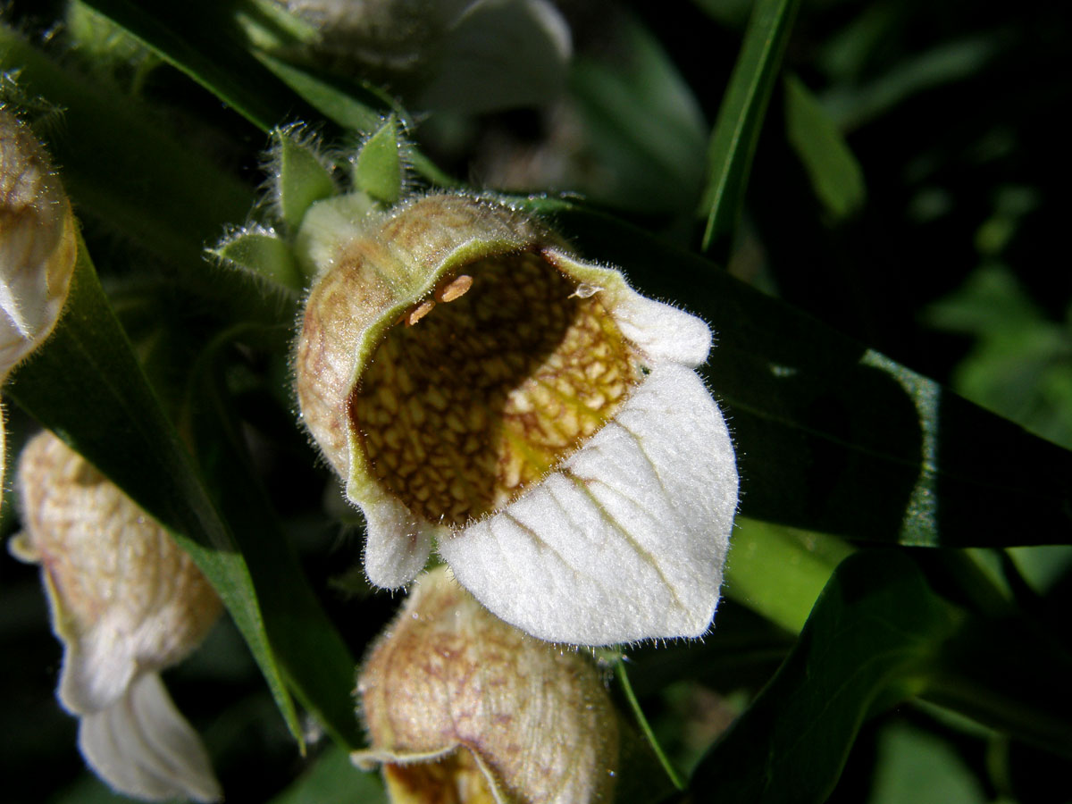 Náprstník vlnatý (Digitalis lanata Ehrh.)