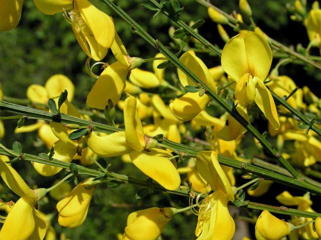 Janovec metlatý (Cytisus scoparius (L.) Link)