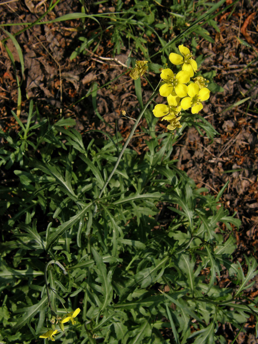 Křez tenkolistý (Diplotaxis tenuifolia (L.) DC.)