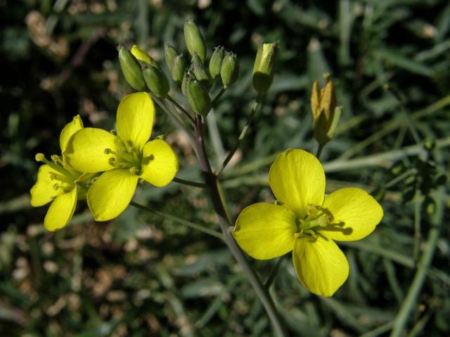 Křez tenkolistý (Diplotaxis tenuifolia (L.) DC.)