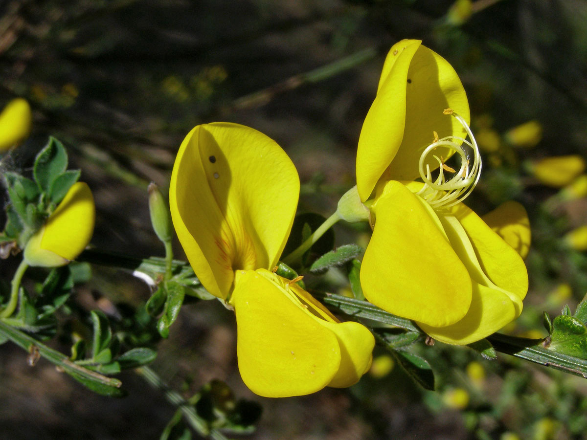 Janovec metlatý (Cytisus scoparius (L.) Link)