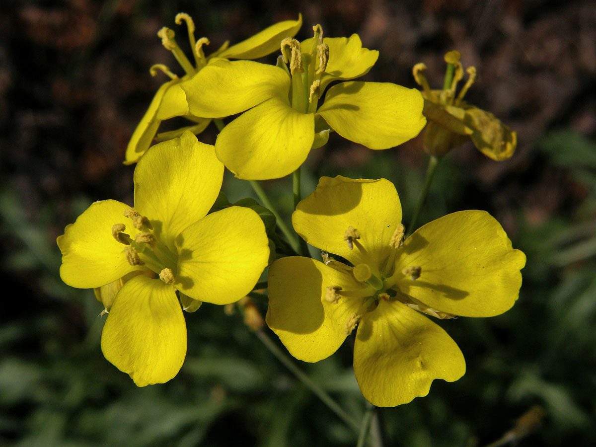 Křez tenkolistý (Diplotaxis tenuifolia (L.) DC.)