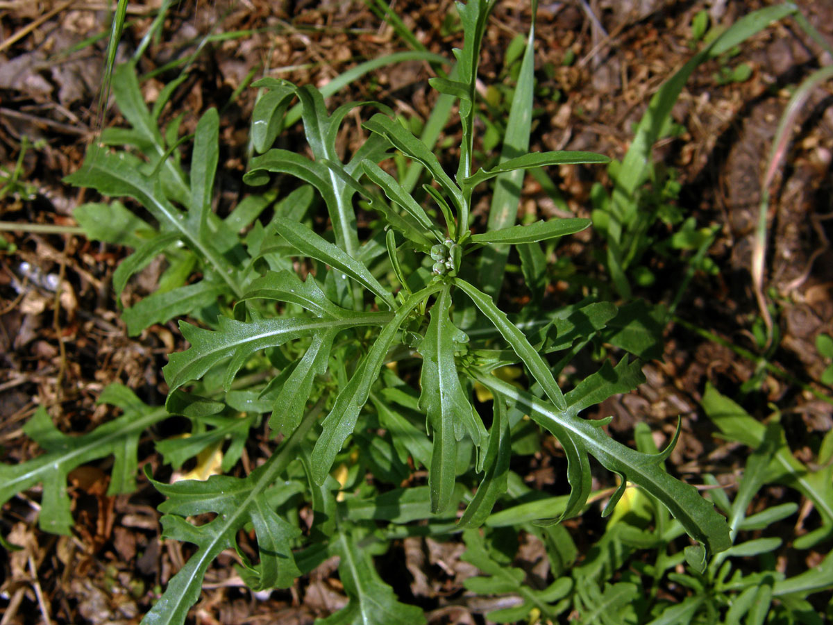 Křez tenkolistý (Diplotaxis tenuifolia (L.) DC.)