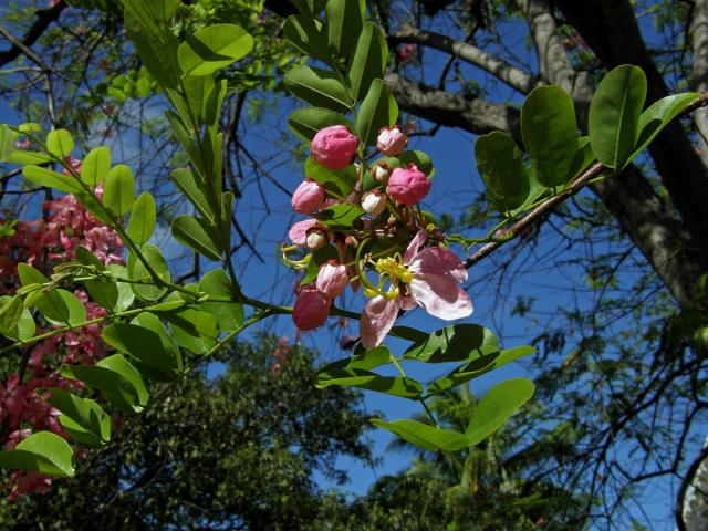 Kasie (Cassia javanica L.)