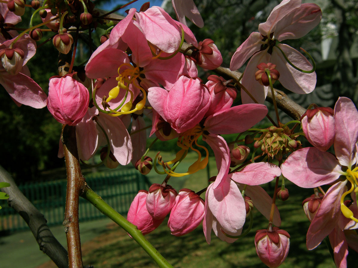 Kasie (Cassia javanica L.)