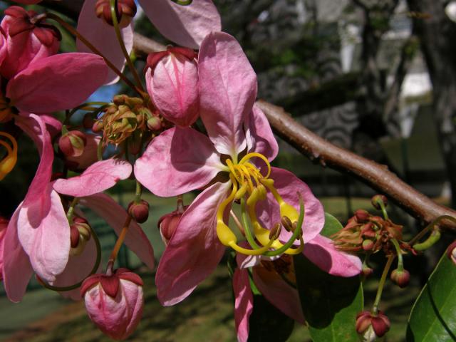 Kasie (Cassia javanica L.)