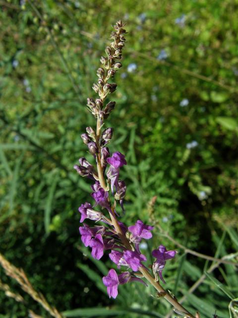 Lnice (Linaria purpurea (L.) Mill.)