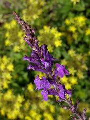 Lnice (Linaria purpurea (L.) Mill.)