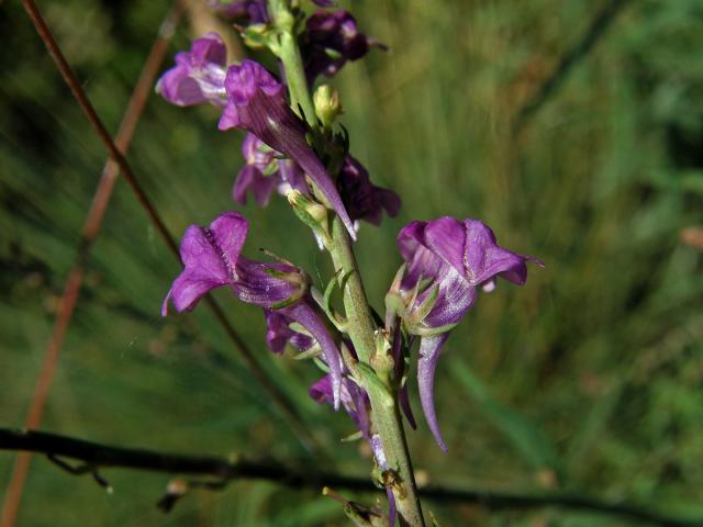 Lnice (Linaria purpurea (L.) Mill.)