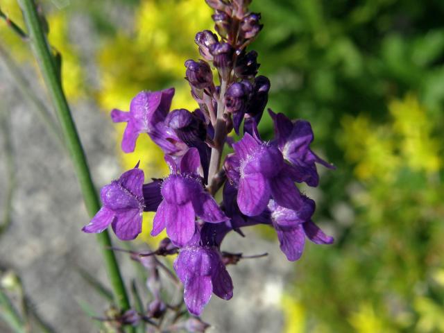 Lnice (Linaria purpurea (L.) Mill.)