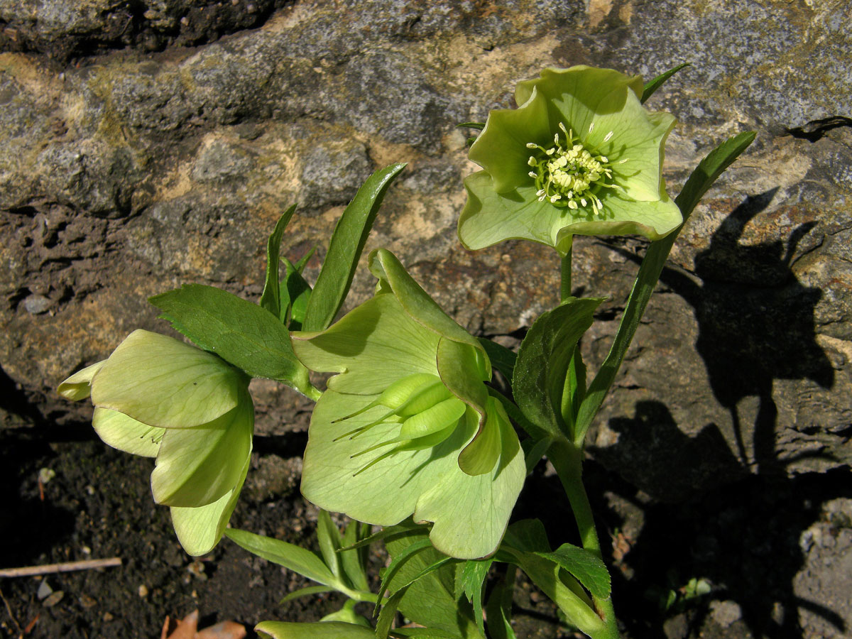 Čemeřice zelená (Helleborus viridis L.)