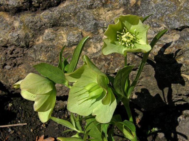 Čemeřice zelená (Helleborus viridis L.)