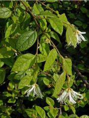 Loropetalum chinense Oliver