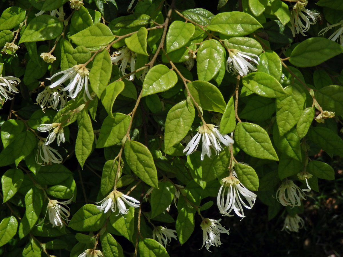 Loropetalum chinense Oliver