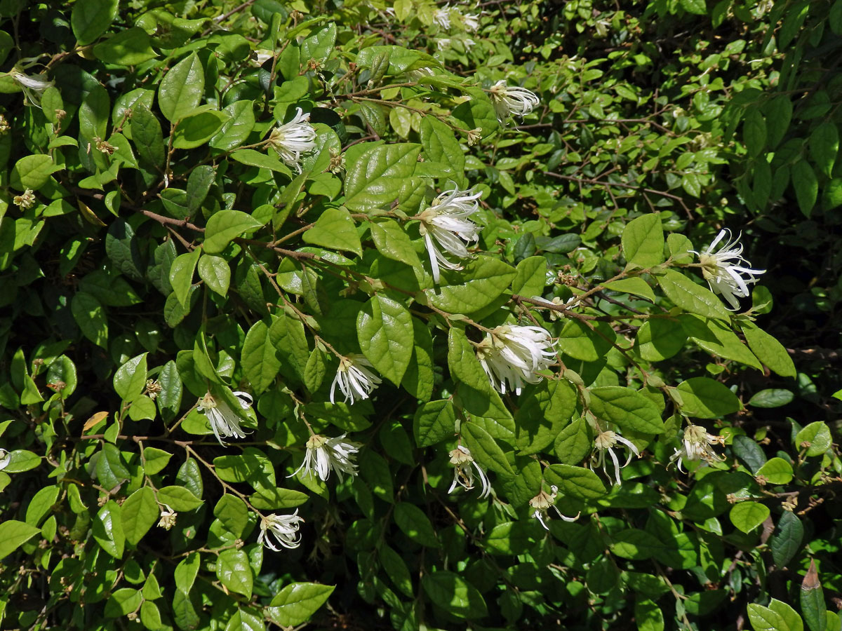 Loropetalum chinense Oliver