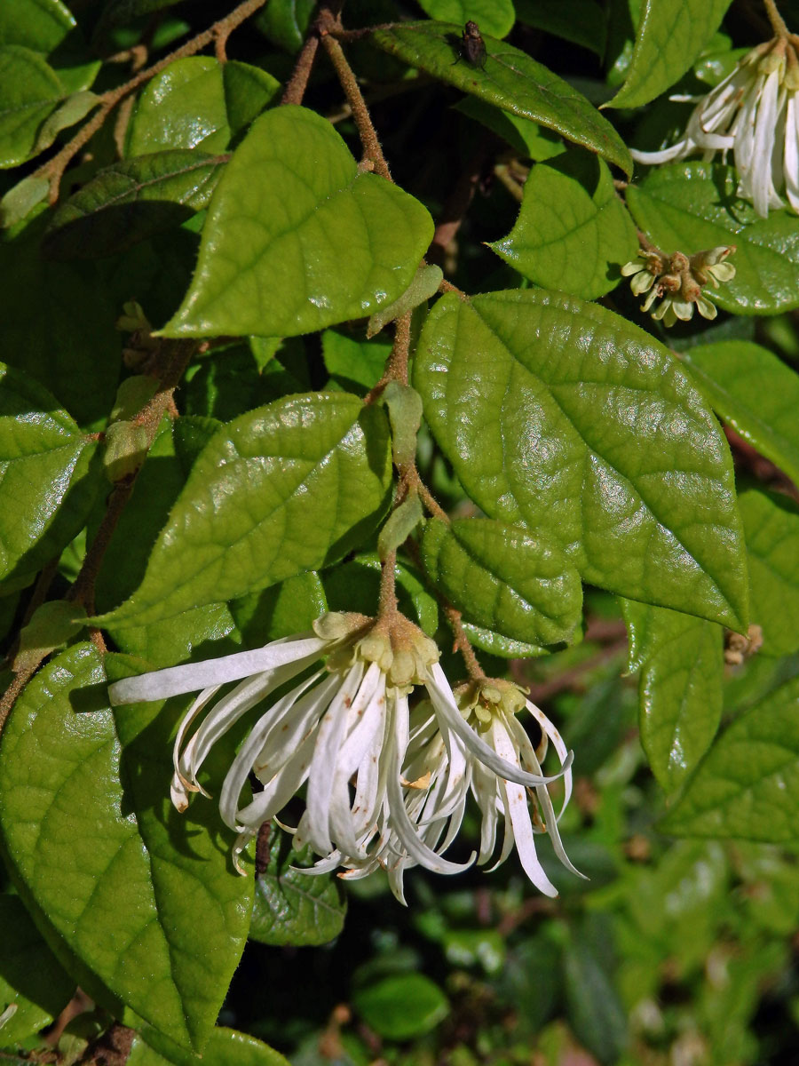 Loropetalum chinense Oliver