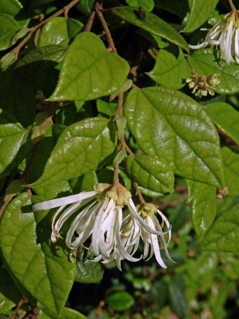 Loropetalum chinense Oliver