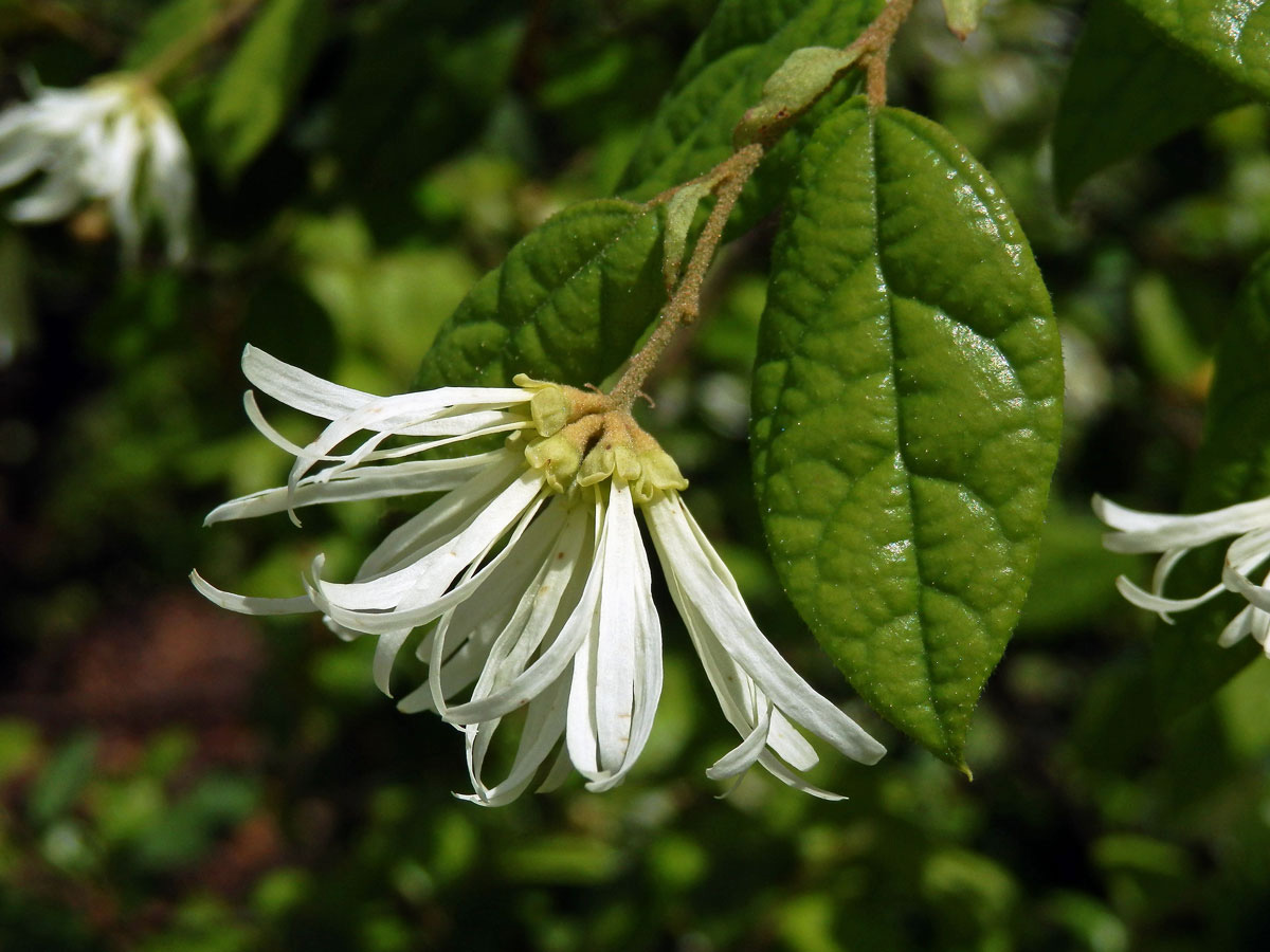 Loropetalum chinense Oliver