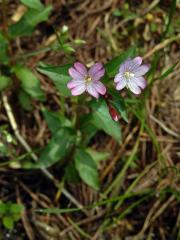 Vrbovka žabincolistá (Epilobium alsinifolium Vill.)   