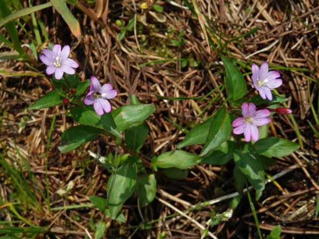 Vrbovka žabincolistá (Epilobium alsinifolium Vill.)