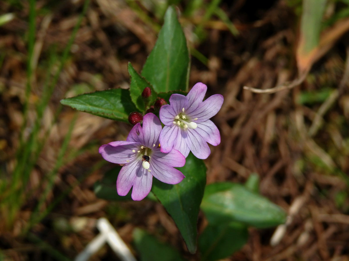 Vrbovka žabincolistá (Epilobium alsinifolium Vill.)