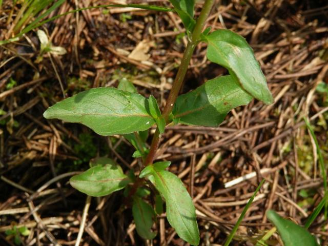 Vrbovka žabincolistá (Epilobium alsinifolium Vill.)