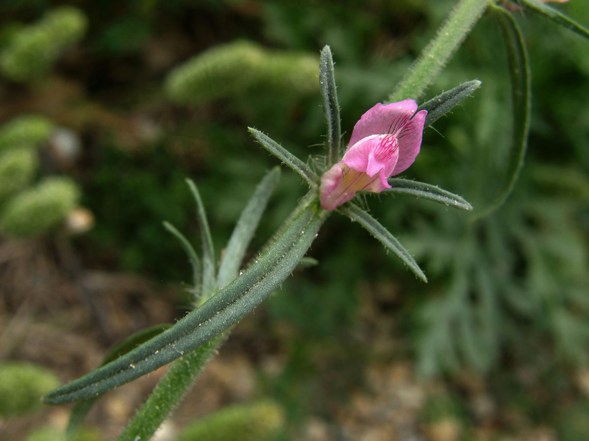 Šklebivec přímý (Misopates orontium (L.) Rafin.)