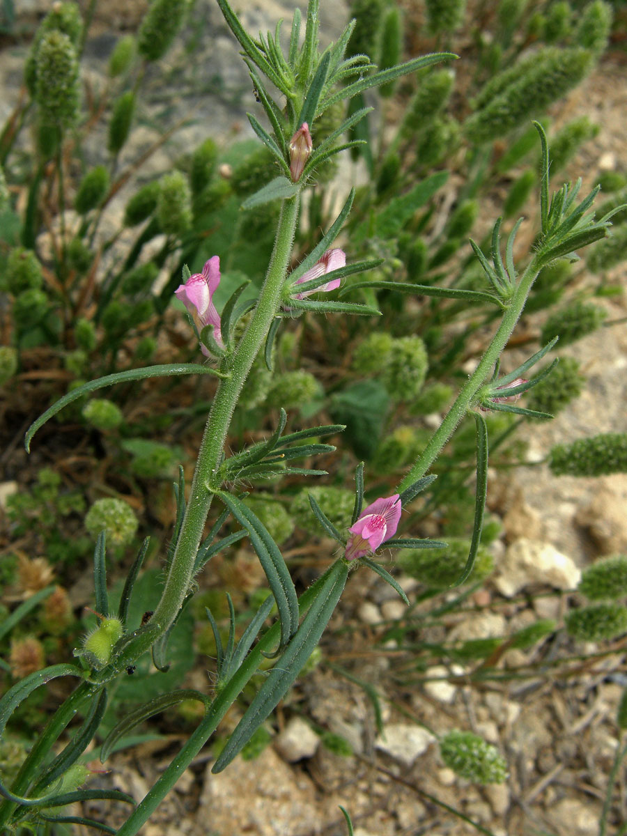 Šklebivec přímý (Misopates orontium (L.) Rafin.)