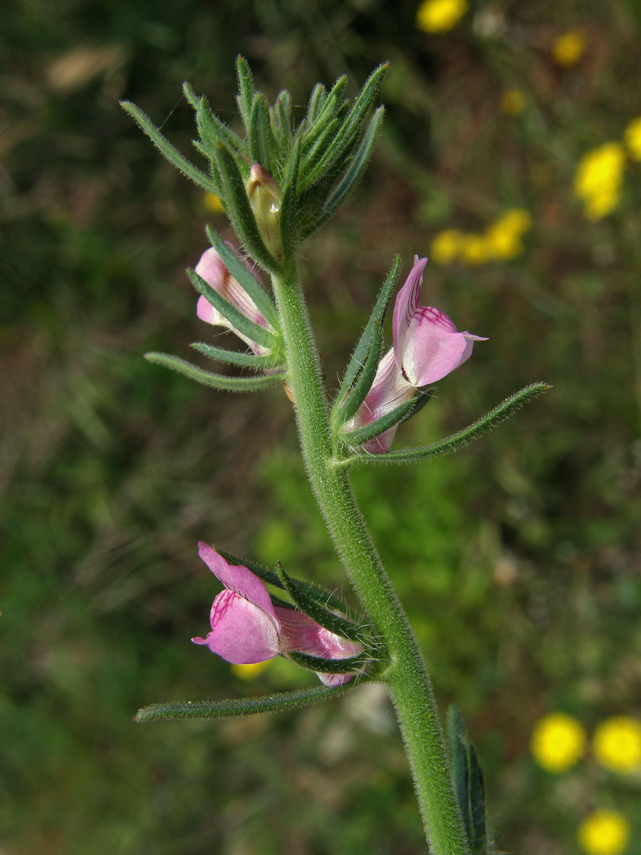 Šklebivec přímý (Misopates orontium (L.) Rafin.)