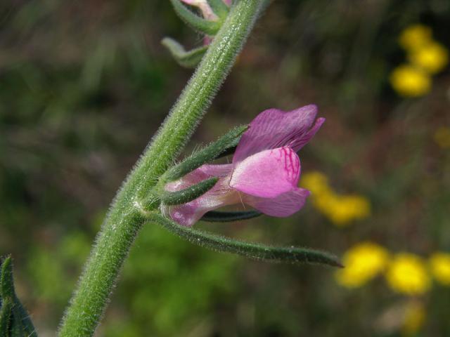 Šklebivec přímý (Misopates orontium (L.) Rafin.)