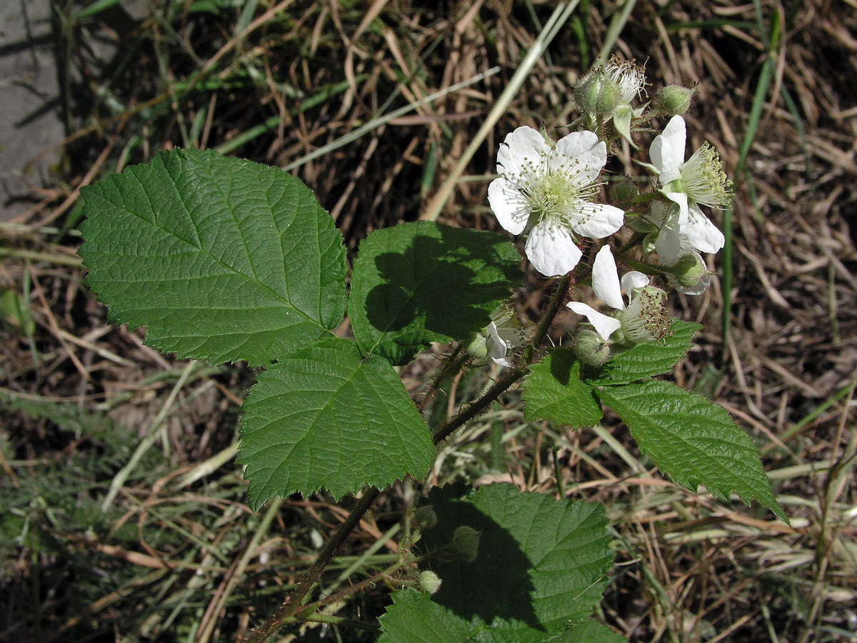 Ostružiník ježiník - sivý (Rubus caesius L.)