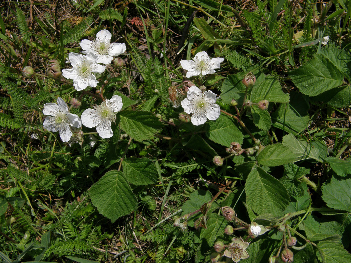 Ostružiník ježiník - sivý (Rubus caesius L.)