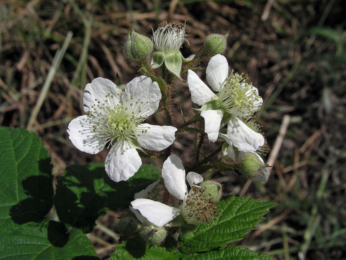 Ostružiník ježiník - sivý (Rubus caesius L.)