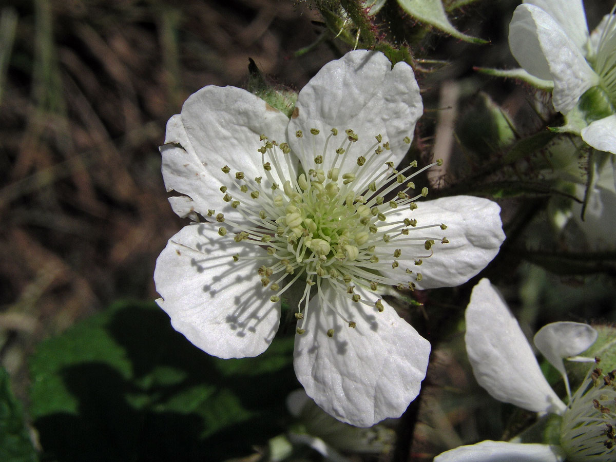 Ostružiník ježiník - sivý (Rubus caesius L.)