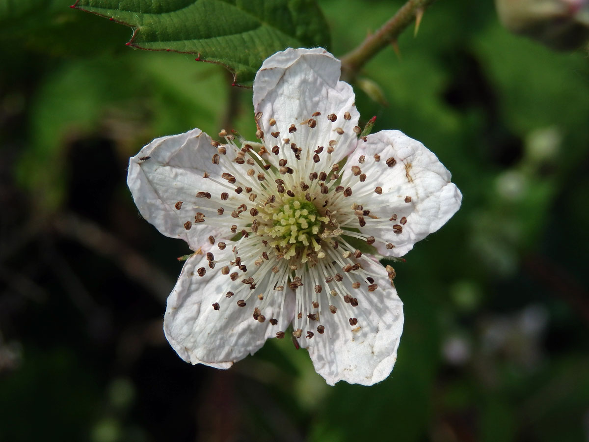 Ostružiník ježiník - sivý (Rubus caesius L.)