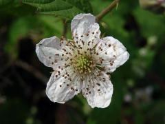 Ostružiník ježiník - sivý (Rubus caesius L.)