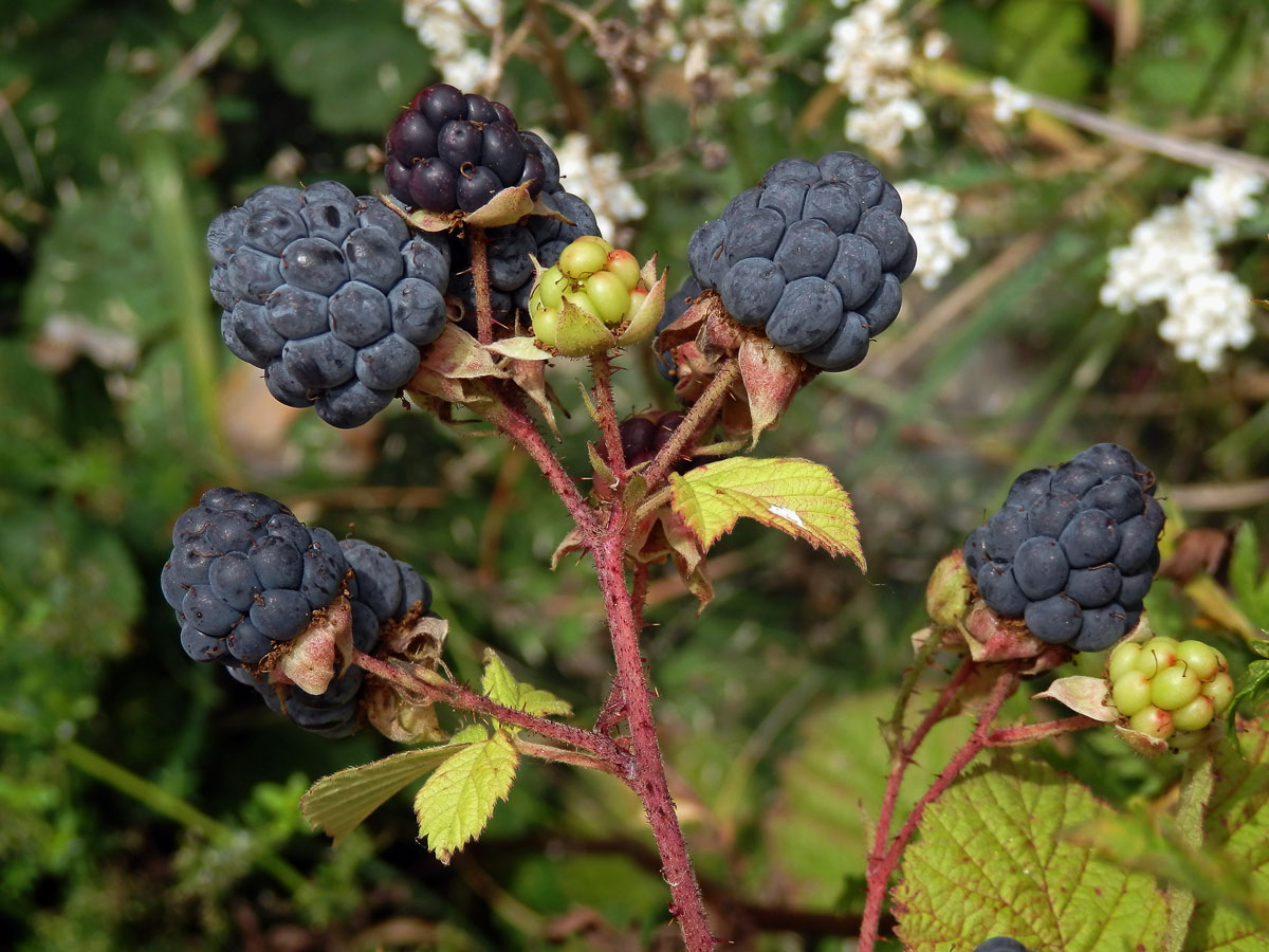 Ostružiník ježiník - sivý (Rubus caesius L.)